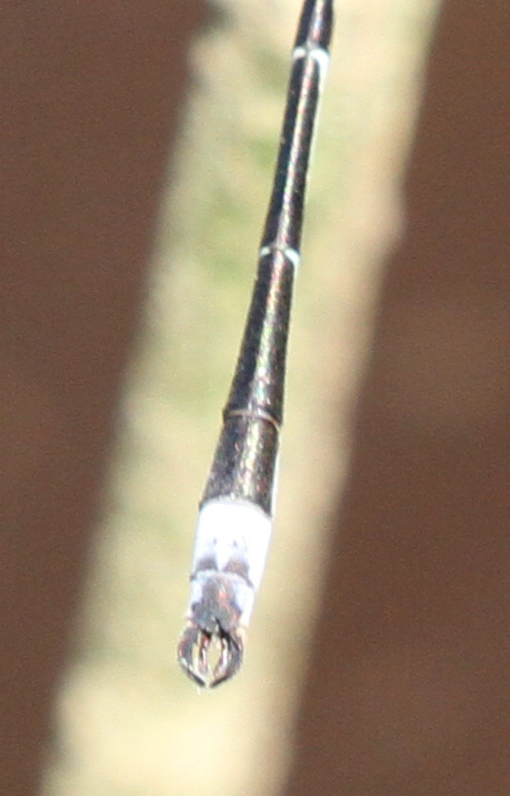 Photo of Southern Spreadwing