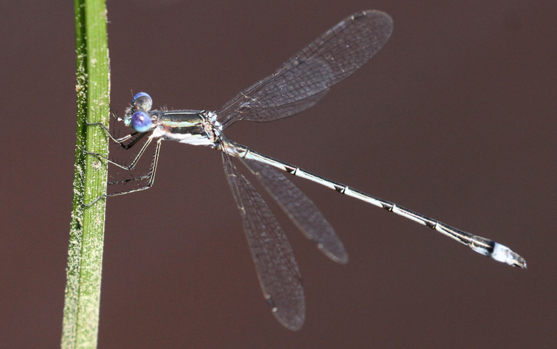 Photo of Southern Spreadwing