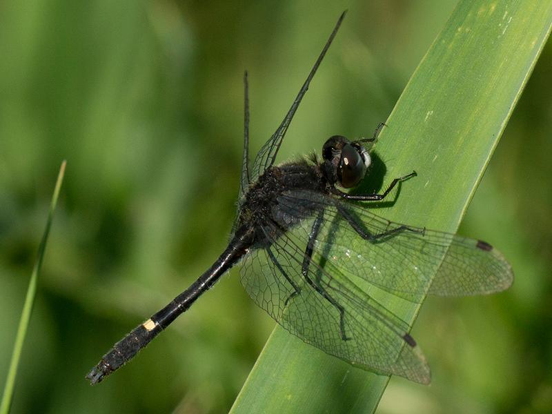 Photo of Dot-tailed Whiteface