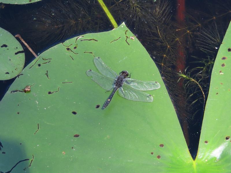 Photo of Dot-tailed Whiteface