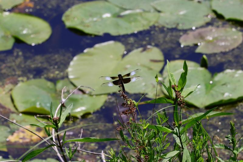 Photo of Widow Skimmer