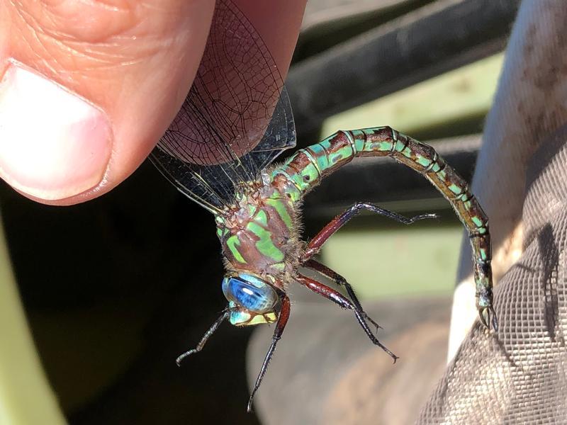 Photo of Cyrano Darner