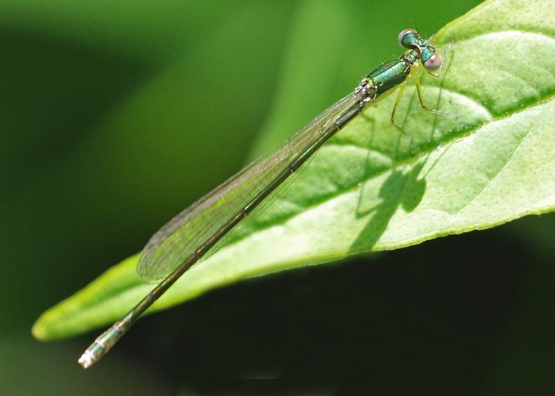 Photo of Sedge Sprite