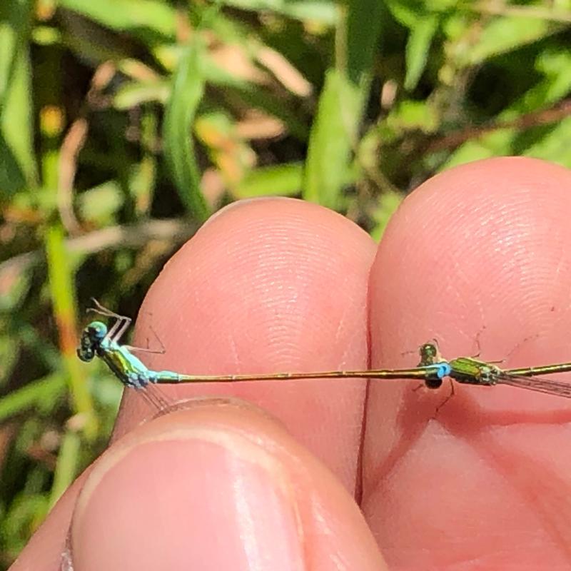 Photo of Sedge Sprite