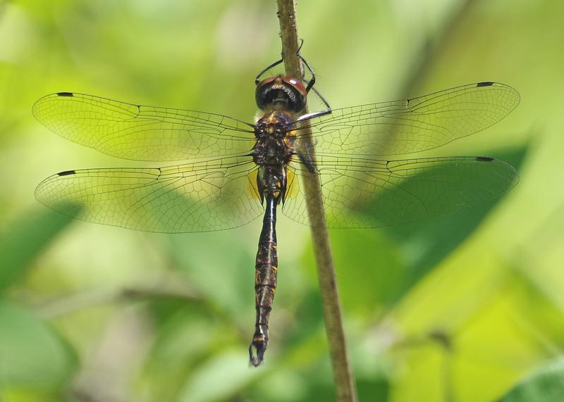 Photo of Brush-tipped Emerald