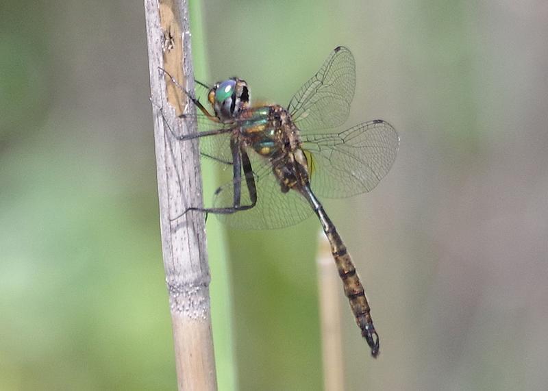 Photo of Brush-tipped Emerald