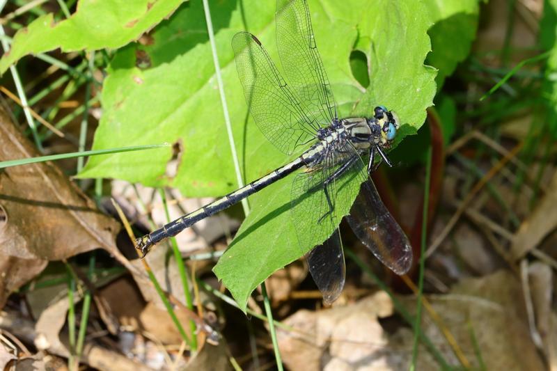 Photo of Horned Clubtail