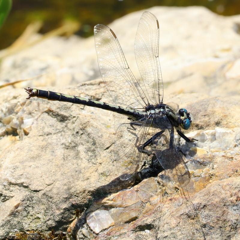 Photo of Horned Clubtail