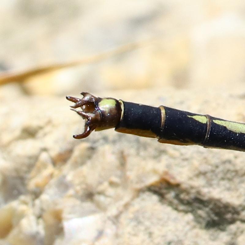 Photo of Horned Clubtail