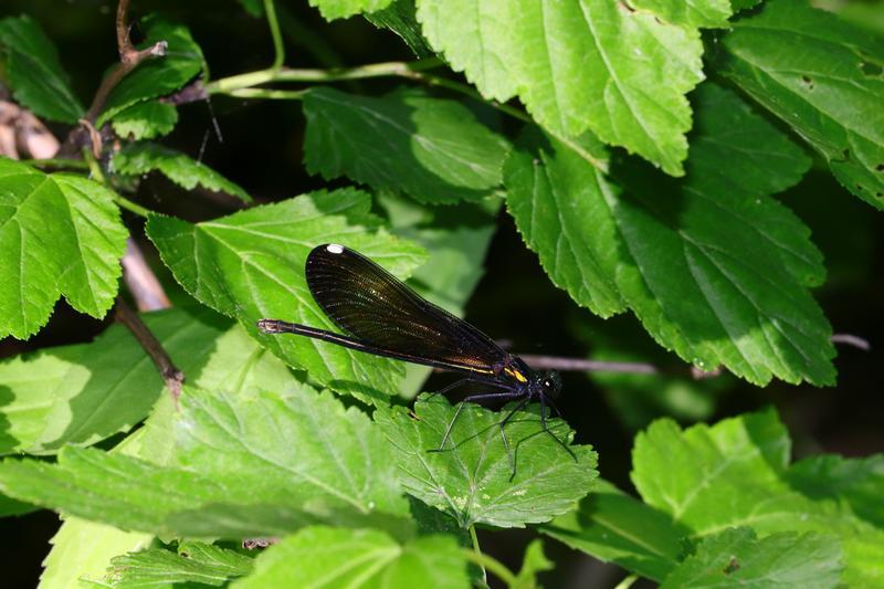 Photo of Ebony Jewelwing