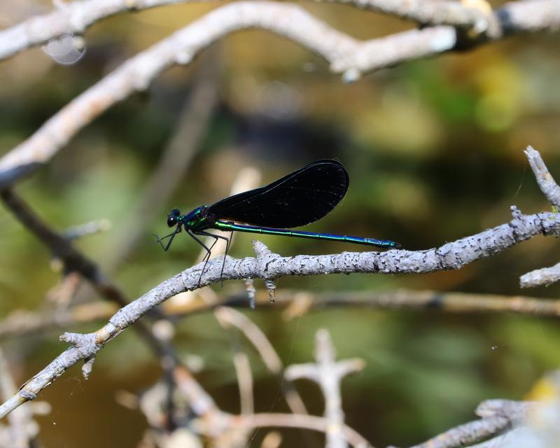 Photo of Ebony Jewelwing