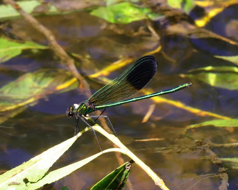 Photo of River Jewelwing