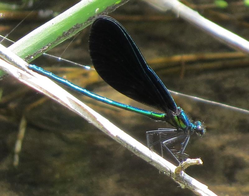 Photo of Ebony Jewelwing