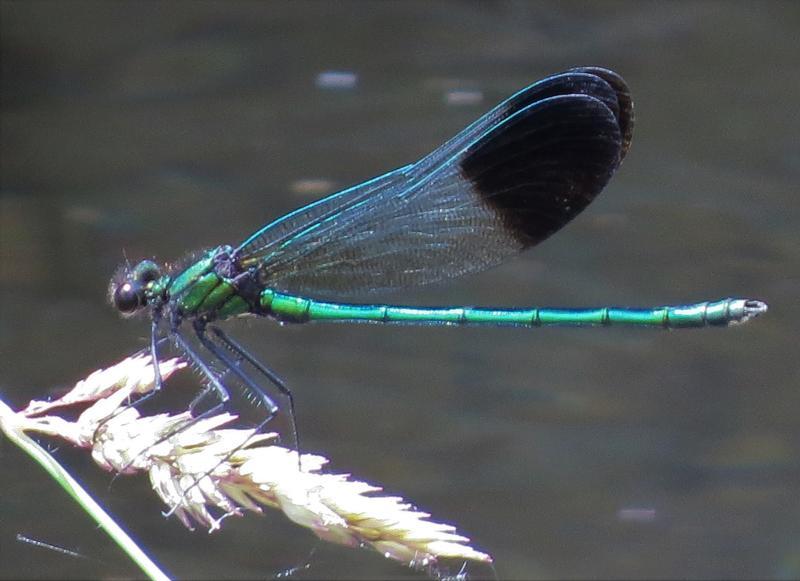 Photo of River Jewelwing