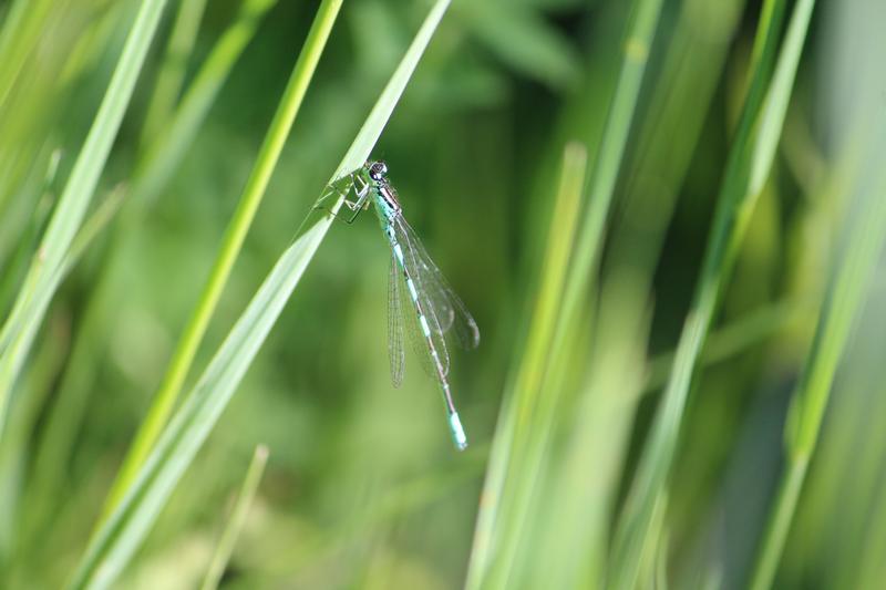 Photo of Taiga Bluet