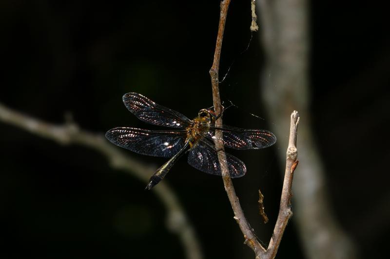 Photo of Racket-tailed Emerald