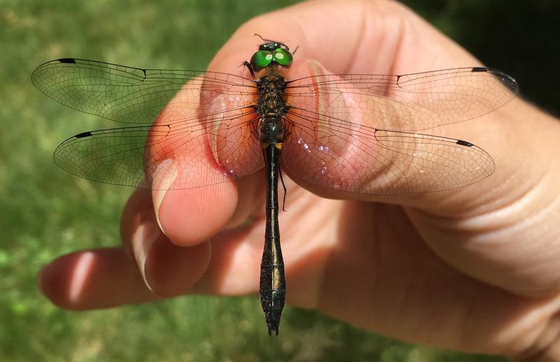 Photo of Racket-tailed Emerald