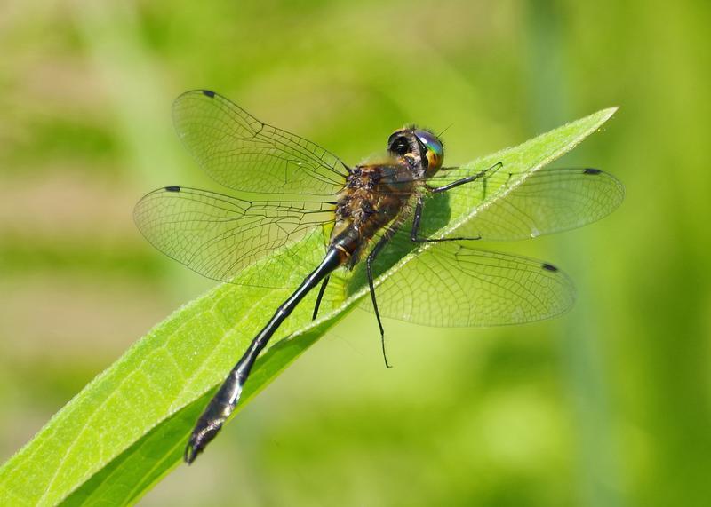 Photo of Racket-tailed Emerald