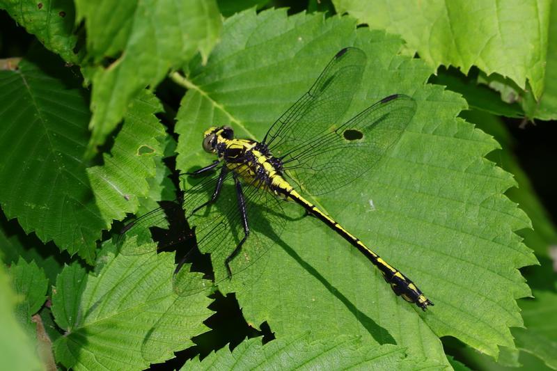 Photo of Black-shouldered Spinyleg