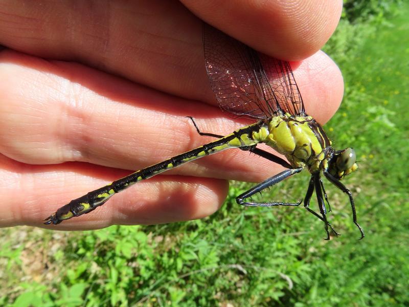 Photo of Black-shouldered Spinyleg