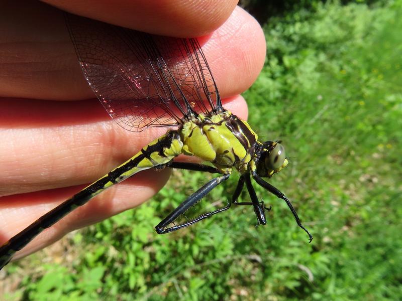 Photo of Black-shouldered Spinyleg