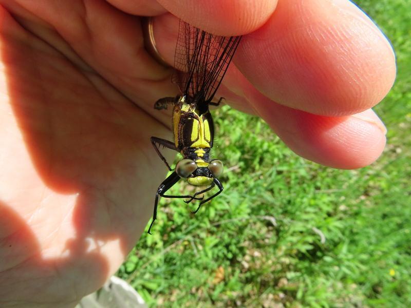 Photo of Black-shouldered Spinyleg