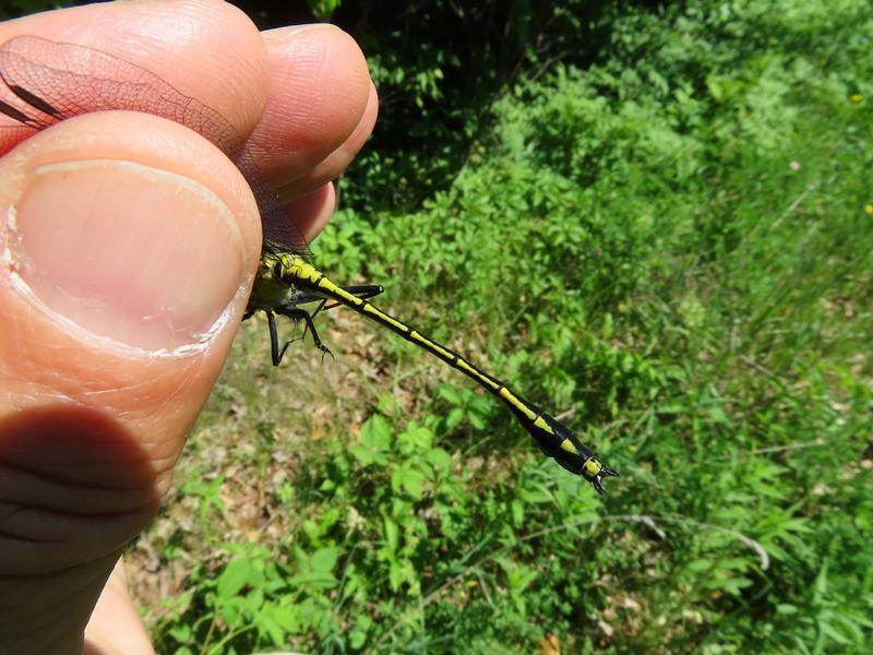 Photo of Black-shouldered Spinyleg