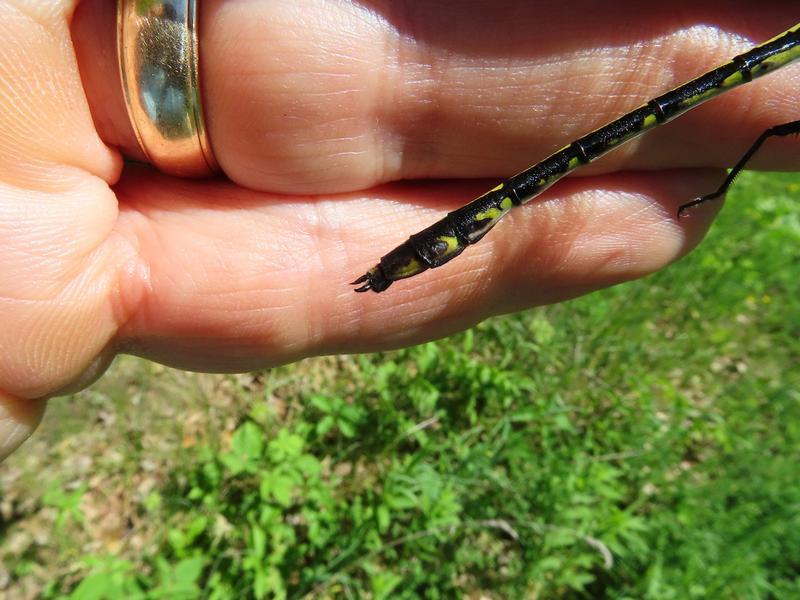 Photo of Black-shouldered Spinyleg