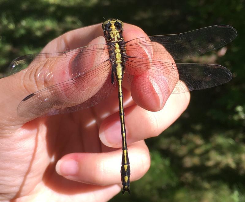 Photo of Black-shouldered Spinyleg