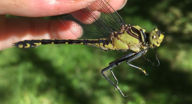 Photo of Black-shouldered Spinyleg