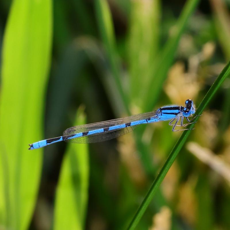 Photo of Familiar Bluet