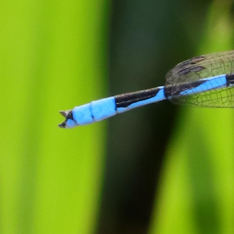 Photo of Familiar Bluet