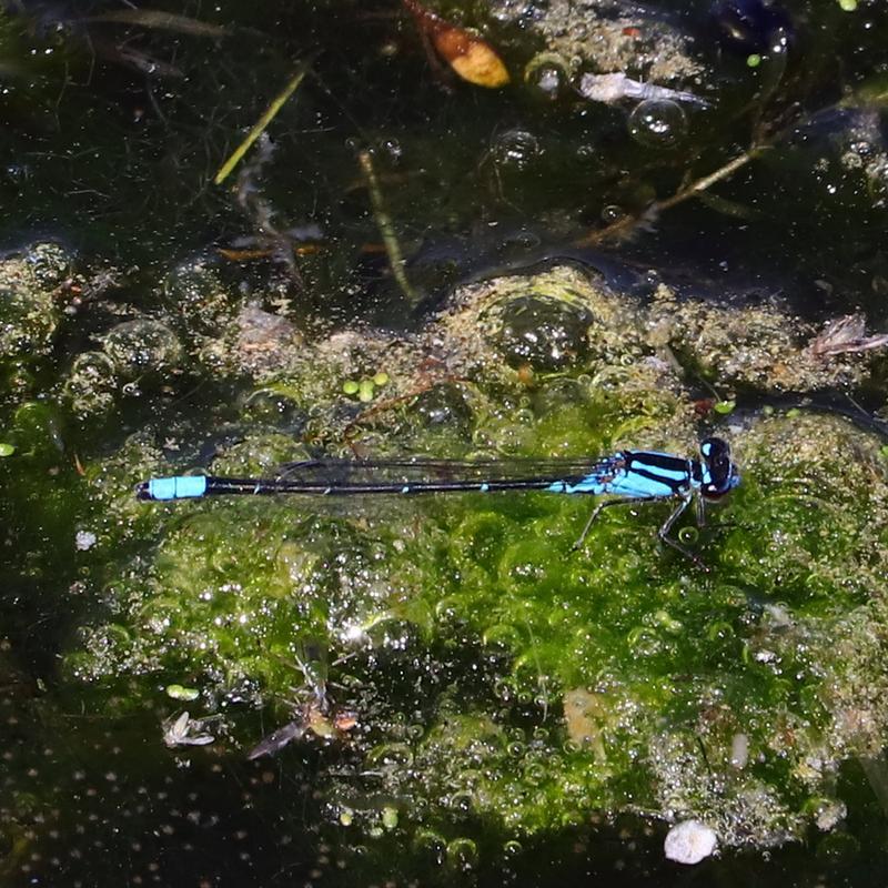 Photo of Skimming Bluet