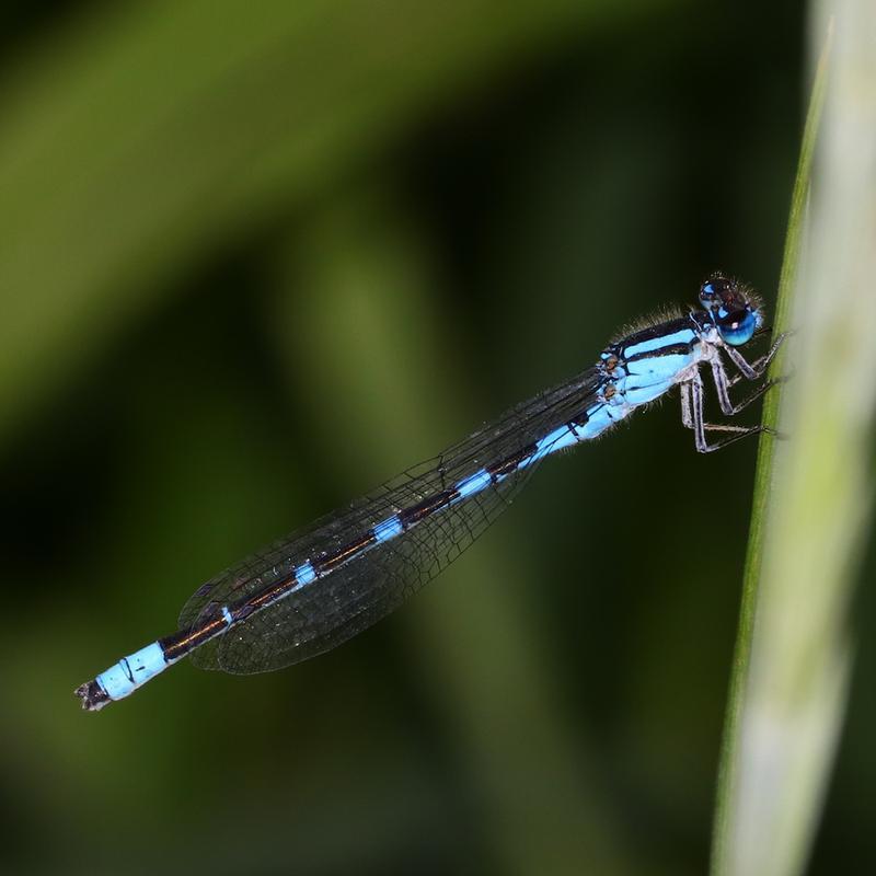 Photo of Tule Bluet