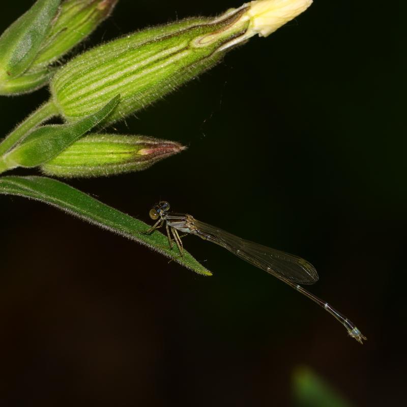 Photo of Orange Bluet