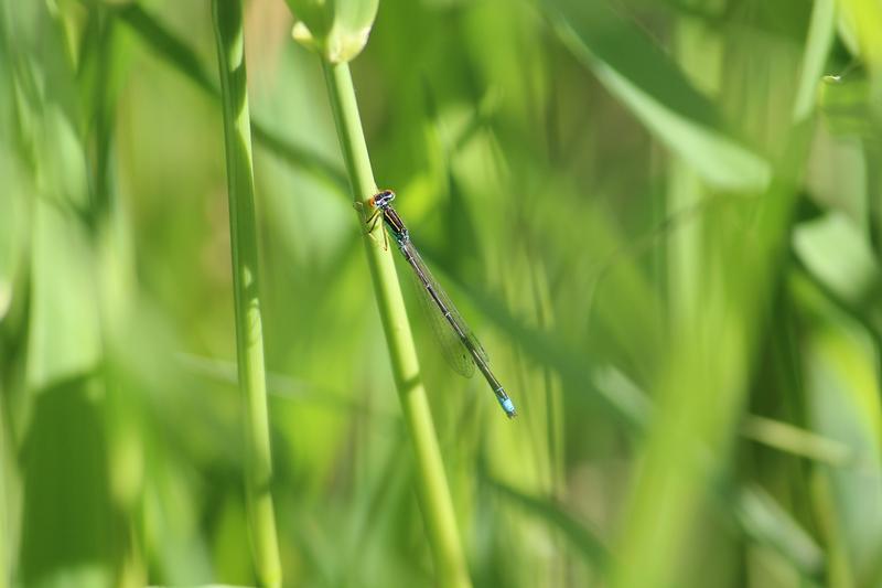 Photo of Rainbow Bluet