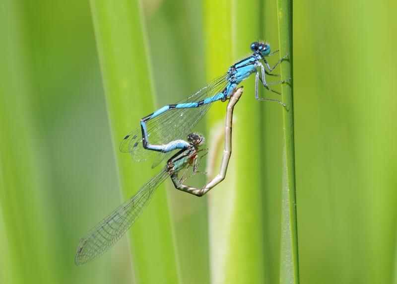 Photo of Marsh Bluet
