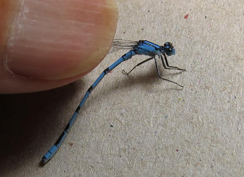 Photo of Hagen's Bluet