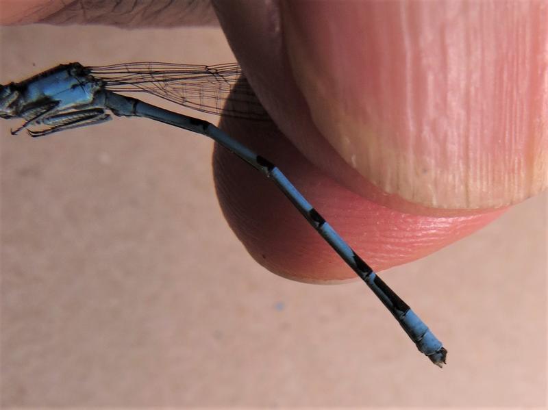 Photo of Hagen's Bluet