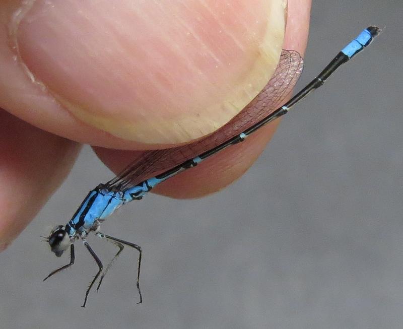 Photo of Skimming Bluet