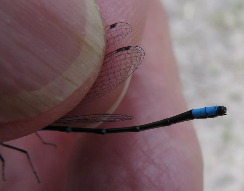 Photo of Skimming Bluet