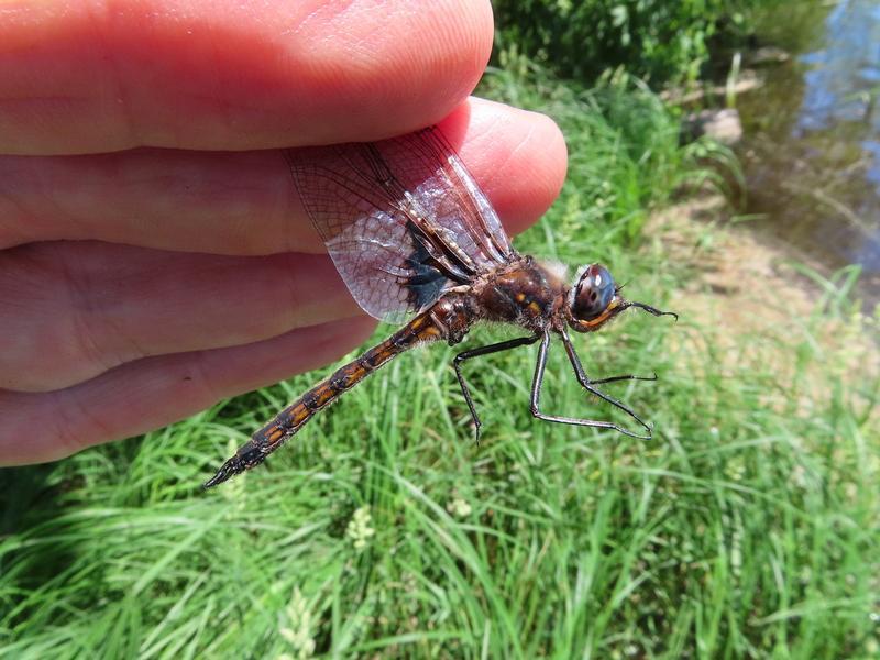 Photo of Common Baskettail