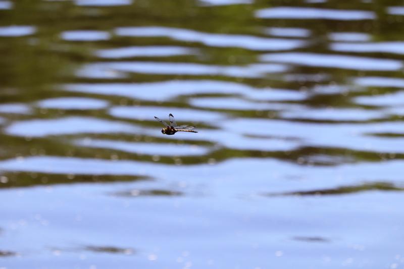 Photo of Prince Baskettail