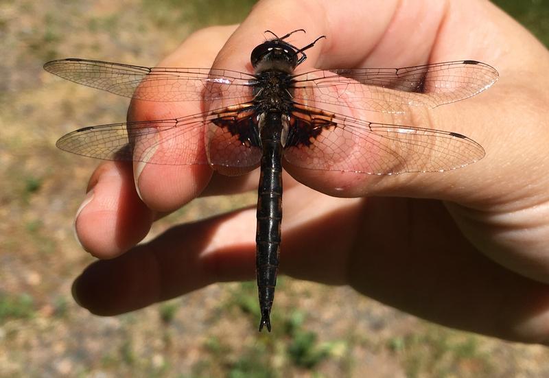 Photo of Common Baskettail