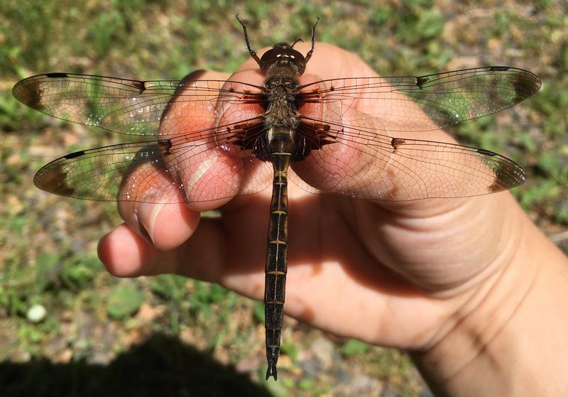 Photo of Prince Baskettail