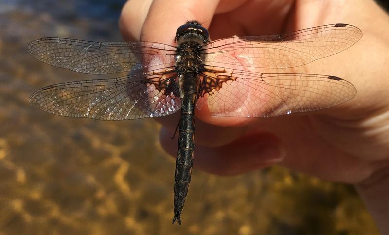 Photo of Common Baskettail