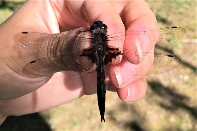 Photo of Common Baskettail