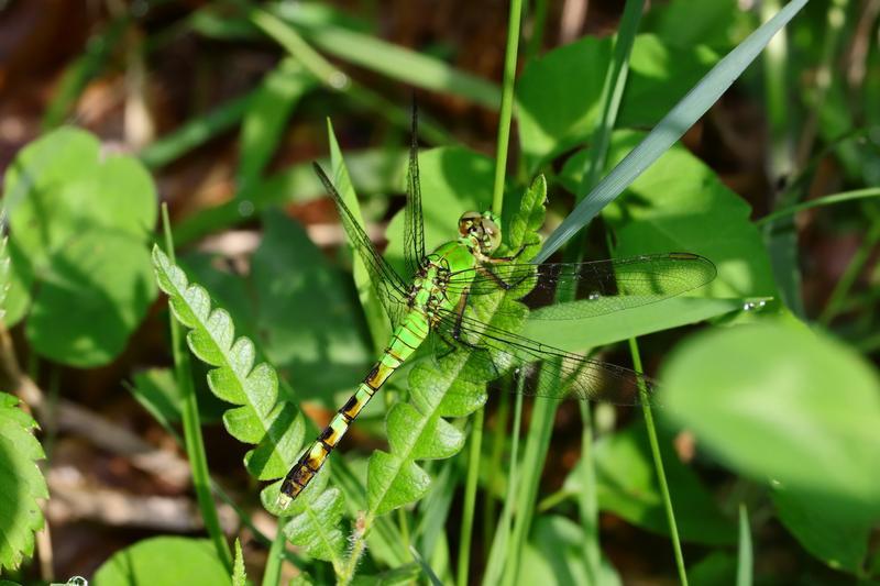 Photo of Eastern Pondhawk