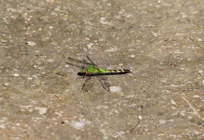 Photo of Eastern Pondhawk