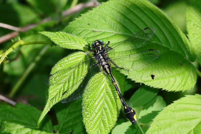 Photo of Cobra Clubtail